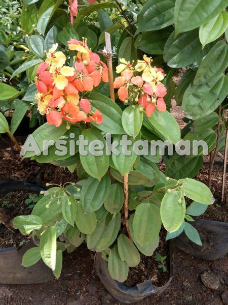 Jual Tanaman Rambat Bauhinia Coccinea Bauhinia Tanaman Rambat Di