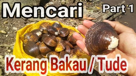 Mencari Kerang Bakau Tude Youtube