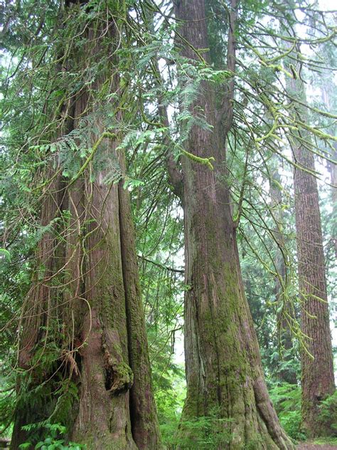 Largest And Tallest Trees In The World Largest Org