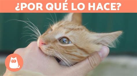 ¿por Qué Mi Gato Me Lame Y Después Me Muerde 🐱 Comportamiento Explicado