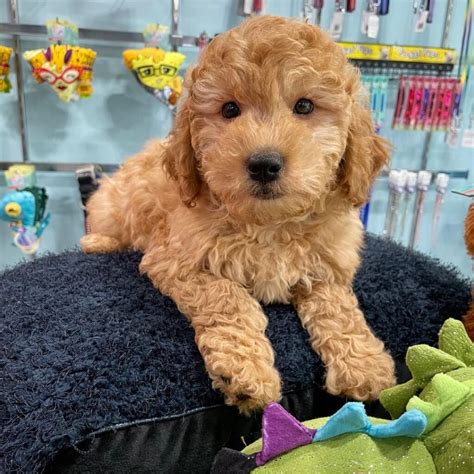 10 Best Mini Goldendoodle Breeders in the United States! (2023) - We Love Doodles