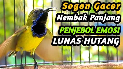 Suara Burung Sogon Gacor Nembak Panjang Trotol Jantan Cepat Ngalas