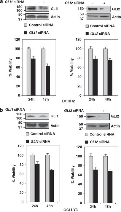 Silencing Of GLI1 And GLI2 Expression By SiRNA Decreases Cell Viability