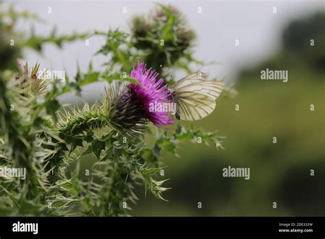 Green Veined White Butterfly Stock Photo Alamy