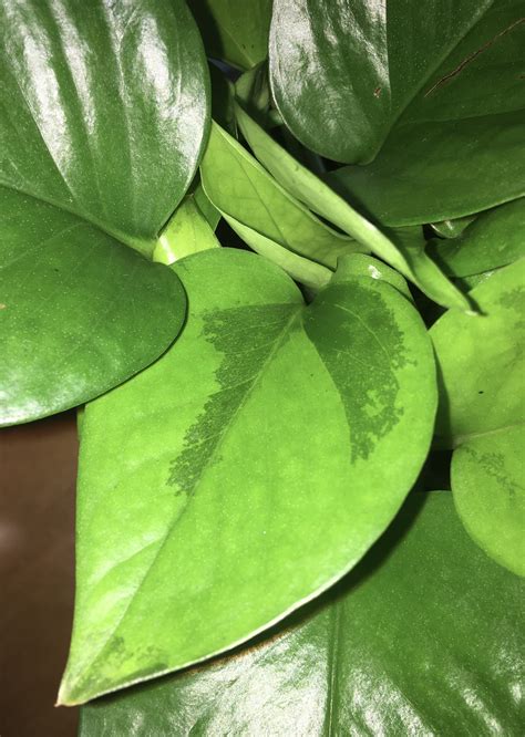 I’ve Recently Noticed That One Of Leaves On My Plant Has These Dark Green Splotches What Does