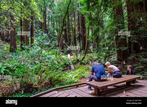 Visitors To Muir Woods In Marin County California Usa Sit And Rest On