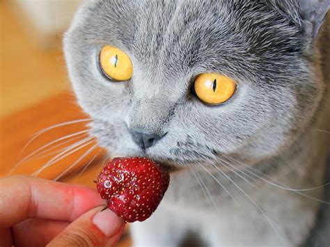 Can Cats Eat Strawberries · The Wildest