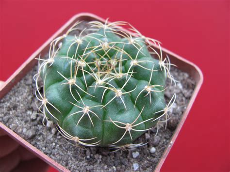 Gymnocalycium anisitsii — Cactus-shop