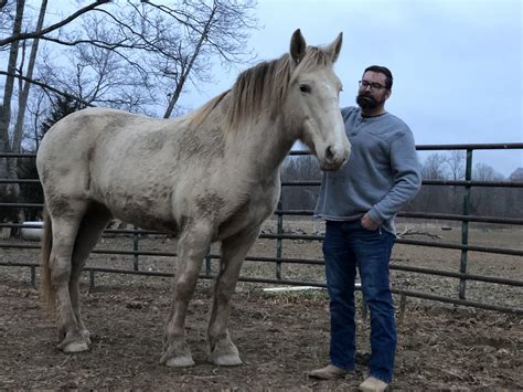 American Cream Draft Horse : r/Drafthorses