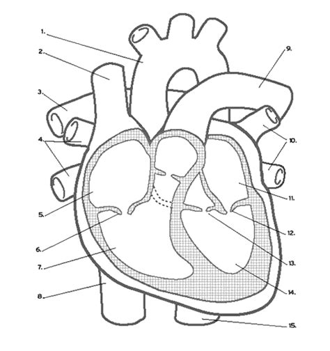 Heart Anatomy Coloring Pages Black And White Free Printable Coloring Pages