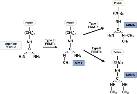 Frontiers Role Of Protein Arginine Methyltransferases And