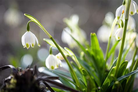 White Bell Shaped Flowers For Your Garden Gardening Special