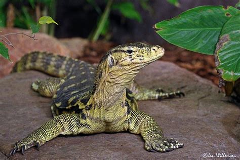 Asian Water Monitor By Jan Willemsen Fotografie On Youpic