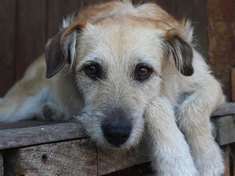 Can Fest celebrará Día Internacional del Perro sin Raza en CDMX