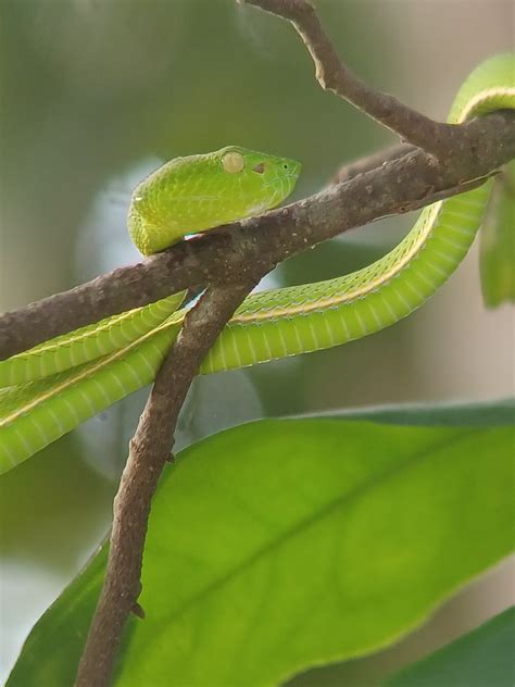 Trimeresurus Vogeli Trimeresurus Vogeli C Anna Mehrk Flickr