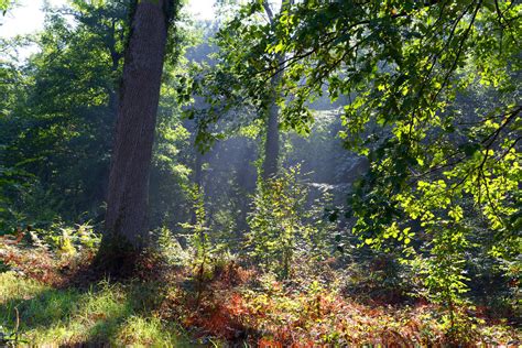 Mare aux fées Fontainebleau forest landscape Website Fin Flickr