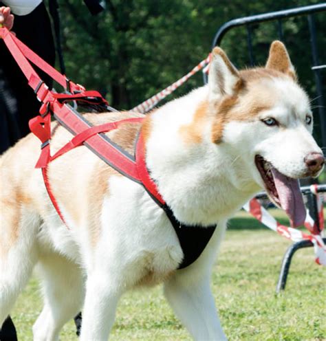 Best Sled Dog Harness Selection