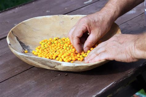 Fruit Aji Charapita Wild Peruvian Chili Pepper On A Wooden Bowl It Is