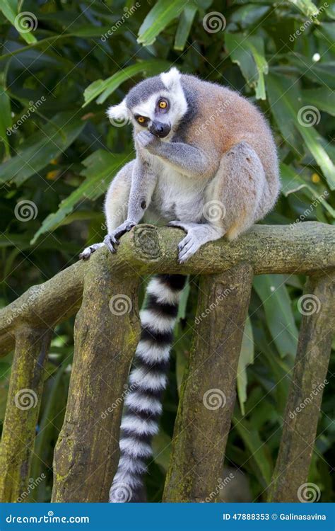 Lemur stock image. Image of striped, tail, long, fluffy - 47888353