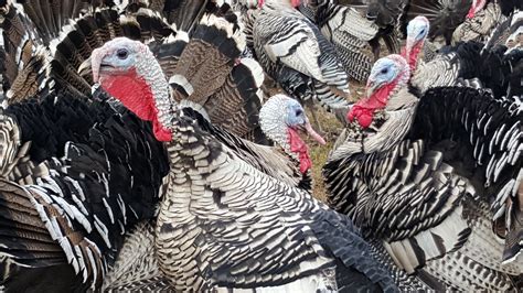 Heritage Breed Turkey — Windy N Ranch