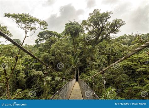 Bridge In The Jungle Stock Photo Image Of Guyana Canopy