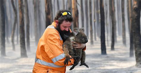 Australie Plus D Un Milliard D Animaux Morts Dans Les Feux Lib Ration