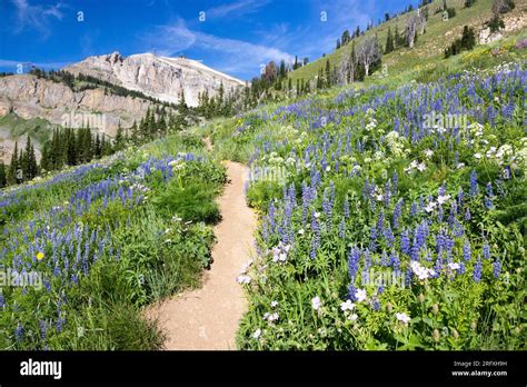 Lupine Thriving Along The Wildflower Trail At Jackson Hole Mountain