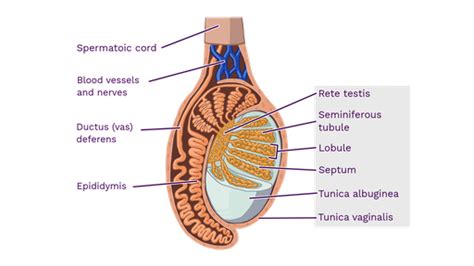 Labelled Diagram Of Testis Rosalynfatimah