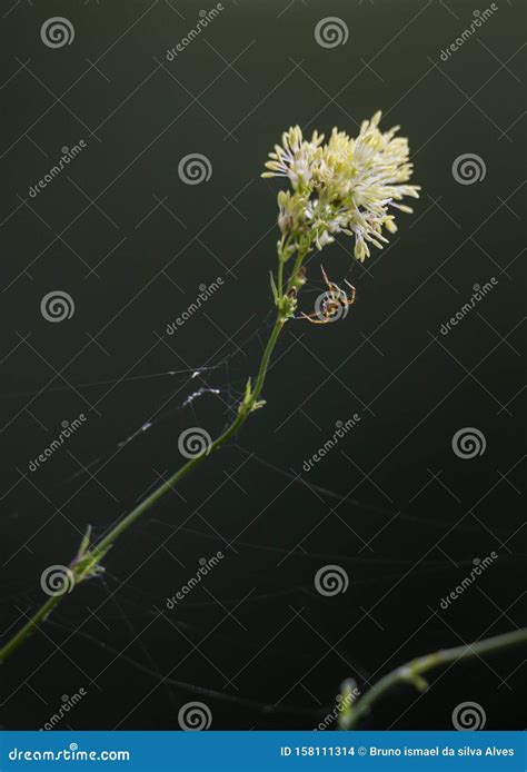 Little Spider Making a Web Trap. Stock Photo - Image of bloom, insect ...