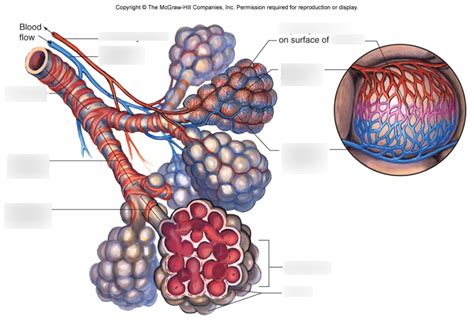 Physiology Diagrams 12 Alveoli Diagram Quizlet