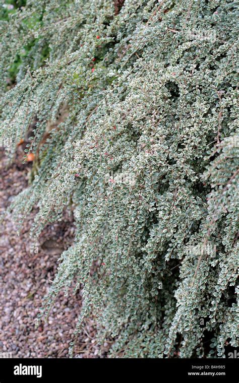 COTONEASTER HORIZONTALIS VARIEGATUS SYN COTONEASTER ATROPURPUREUS VARIEGATUS AGM Stock Photo - Alamy