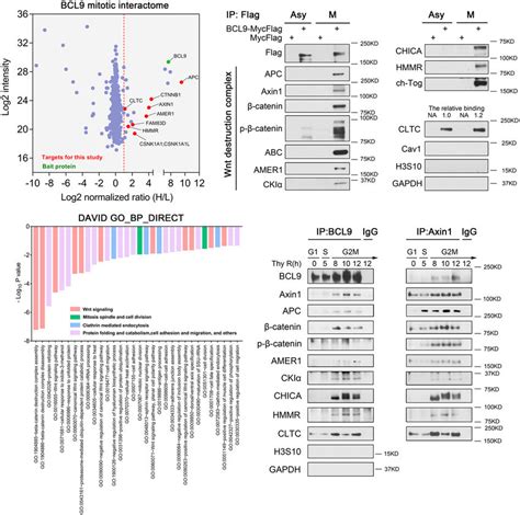 Dissecting The Mitotic Interactome Of Bcl A Volcano Plot Of The Bcl