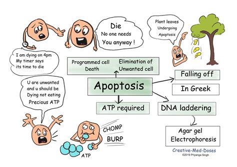 Apoptosis The Programmed Cell Death Creative Med Doses