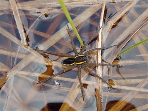 Raft Spider Dolomedes fimbriatus - BRITISH NATURE GUIDE