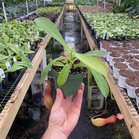 Carnivorous Nepenthes Alata Gabriella Plants