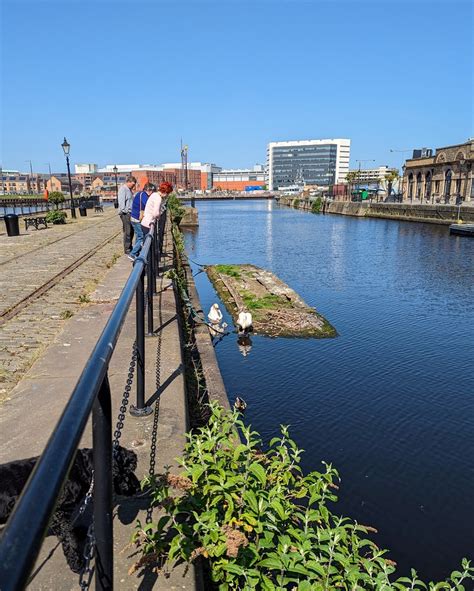 The Swans And Their Cygnets Leith Docks May Flickr