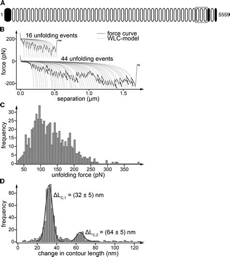 Structural Insight Into The Giant Ca Binding Adhesin Siie