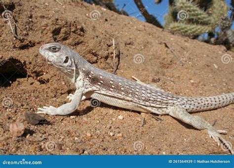 Lizard Desert Iguana Dipsosaurus Dorsalis Dorsalis Stock Image