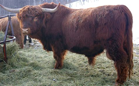 Highland Cattle Bull