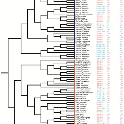 Phylogeny of Bufonidae and Ranidae species included in Pagel's λ model,... | Download Scientific ...