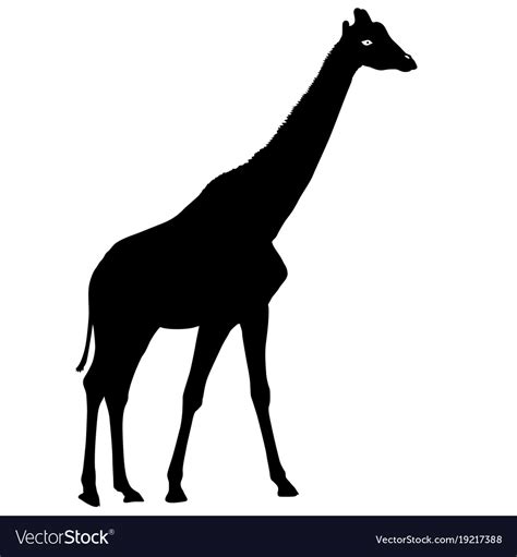 African Giraffe Silhouette