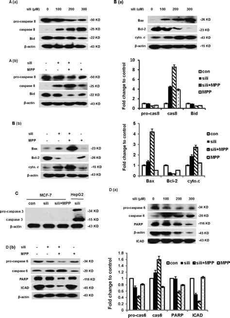 Inhibition of ERα enhances the MCF 7 cell induced by silibinin