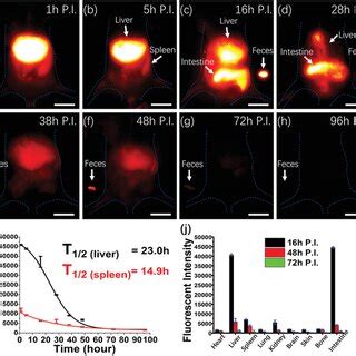 Nir Ii Imaging Of Circulatory System A In Vivo Nir Ii Imaging Of