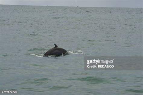 137 Ballena Marine National Park Stock Photos, High-Res Pictures, and Images - Getty Images