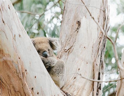 "Koala In Eucalyptus Tree" by Stocksy Contributor "Cameron Zegers" - Stocksy