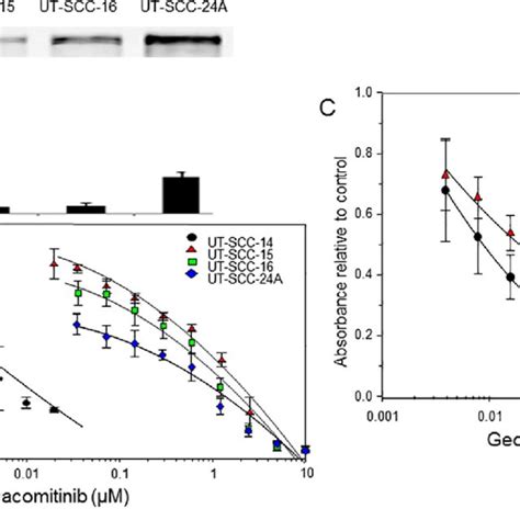 The Effect Of Dacomitinib And Gedatolisib On Cell Viability Of Hnscc