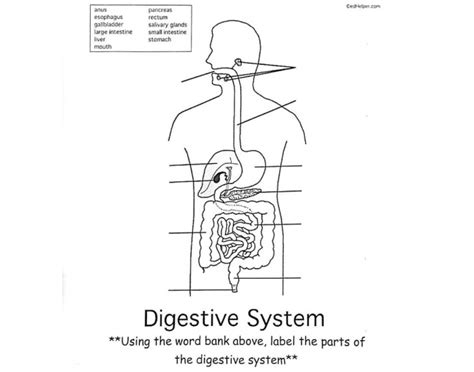 Label The Digestive System Quiz