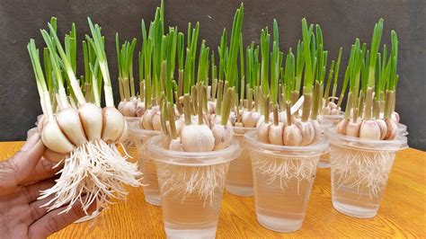 Method Of Growing Garlic In Plastic Cups Using Only Water Fast To