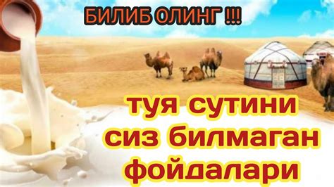 туя сути хакида малумотлар - YouTube