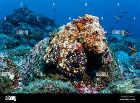 Common Octopus Camouflage